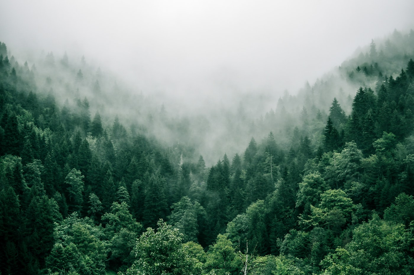 Puszcza Knyszyńska – panorama leśna nad rzeką Supraśl