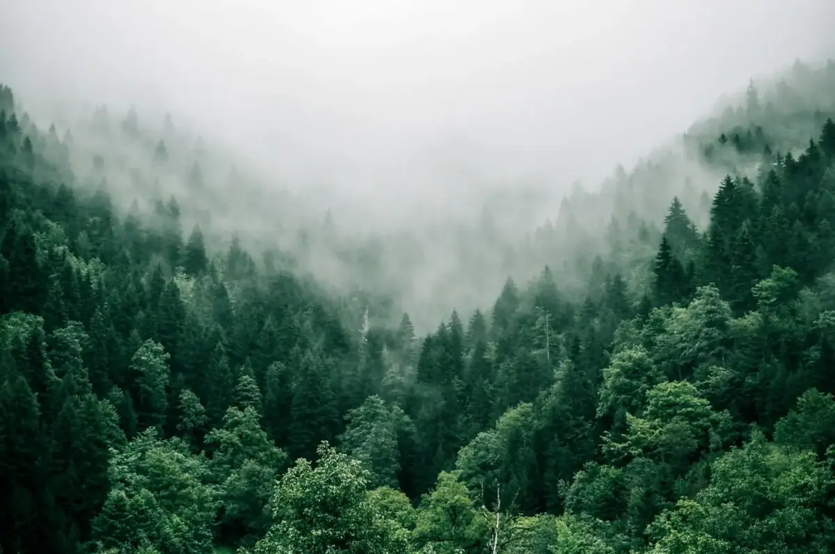 Puszcza Knyszyńska – panorama leśna nad rzeką Supraśl