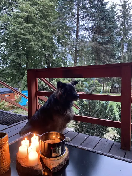 Pies na tarasie — psy za darmo w domku w lesie Supraśl