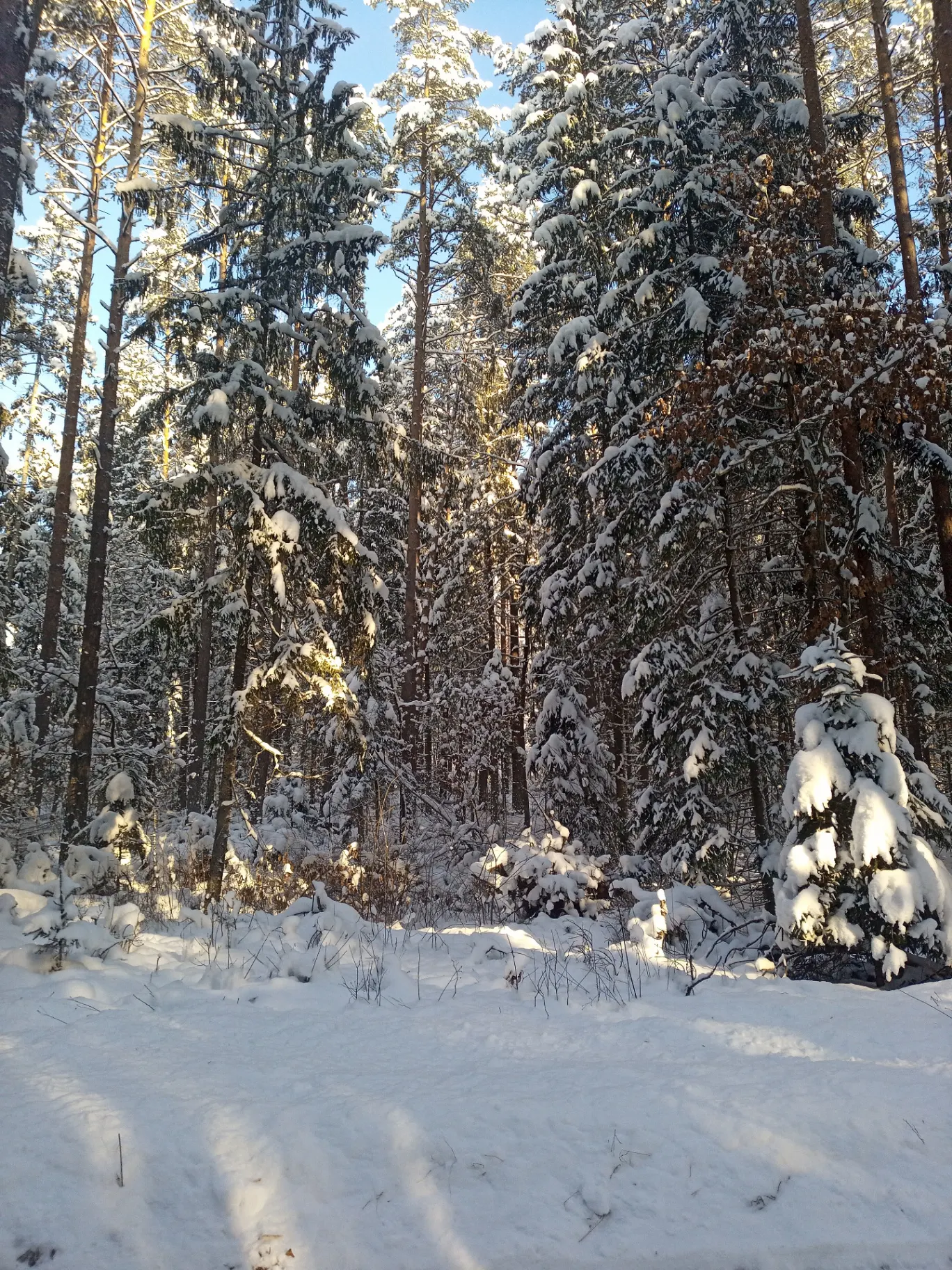 Zaśnieżony las Puszczy Knyszyńskiej — domek na odludziu podlaskie zimą